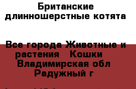 Британские длинношерстные котята - Все города Животные и растения » Кошки   . Владимирская обл.,Радужный г.